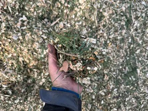 Dłoń trzymająca zrębki, drobne gałązki i fragmenty materiału drzewnego