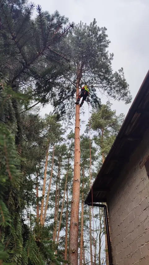 Arborysta pracujący z linami na wysokim drzewie iglastym rosnącym bezpośrednio przy budynku