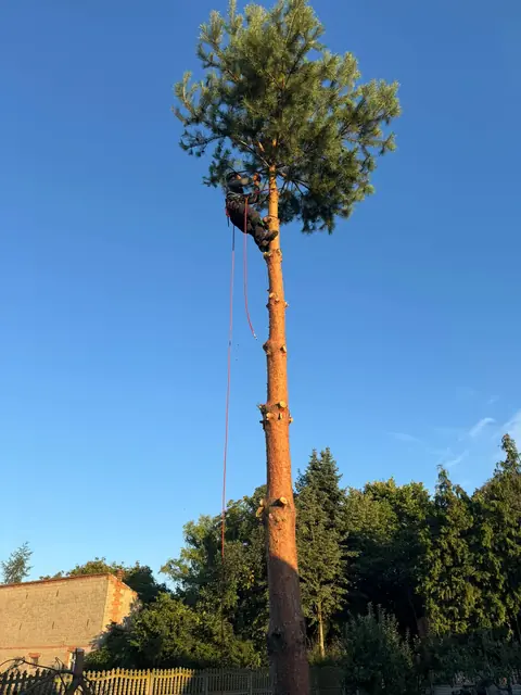 Arborysta zabezpieczony linami podczas pracy wysoko na pniu drzewa iglastego