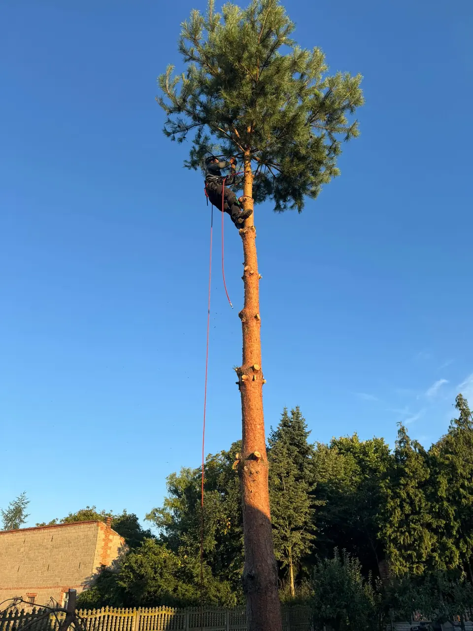 Arborysta zabezpieczony linami podczas pracy wysoko na pniu drzewa iglastego